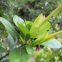 Solandra longiflora Tussac